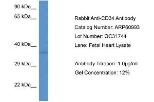 Western Blotting (WB) image for anti-CD34 (CD34) (C-Term) antibody (ABIN2788646) (CD34 Antikörper  (C-Term))