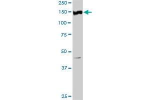 Ret Proto-Oncogene Antikörper  (AA 1-1072)