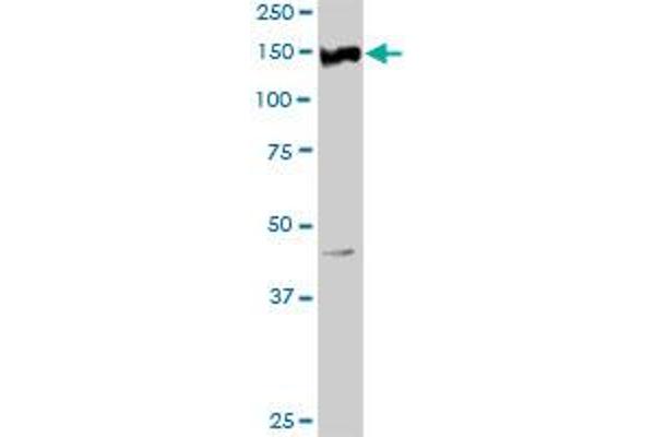 Ret Proto-Oncogene Antikörper  (AA 1-1072)