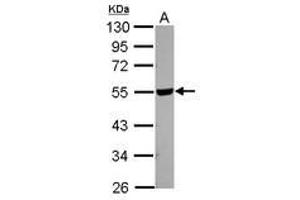 Image no. 1 for anti-Hyaluronidase-2 (HYAL2) (Internal Region) antibody (ABIN1496055) (HYAL2 Antikörper  (Internal Region))