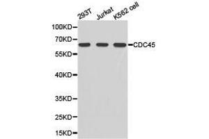 Western Blotting (WB) image for anti-Cell Division Cycle 45 Homolog (S. Cerevisiae) (CDC45) antibody (ABIN1875433) (CDC45 Antikörper)