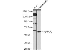 Western blot analysis of extracts of various cell lines, using C Rabbit pAb (ABIN7265501) at 1:1000 dilution. (ADRA2C Antikörper  (AA 240-380))