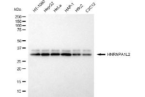 anti-Heterogeneous Nuclear Ribonucleoprotein A1-Like 2 (HNRNPA1L2) antibody