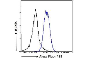 (ABIN238631) Flow cytometric analysis of paraformaldehyde fixed A549 cells (blue line), permeabilized with 0. (EPB41L5 Antikörper  (Internal Region))