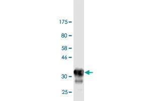 Western Blot detection against Immunogen (33. (Otopetrin 2 Antikörper  (AA 423-493))