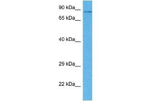 Host:  Rabbit  Target Name:  CPEB4  Sample Tissue:  Human DLD1 Whole Cell  Antibody Dilution:  1ug/ml (CPEB4 Antikörper  (N-Term))