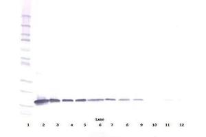 Image no. 1 for anti-Interleukin 3 (IL-3) antibody (ABIN464897)
