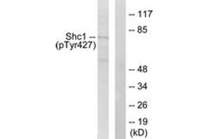 Western blot analysis of extracts from 293 cells treated with EGF 200ng/ml 5', using Shc (Phospho-Tyr427) Antibody. (SHC1 Antikörper  (pTyr427))
