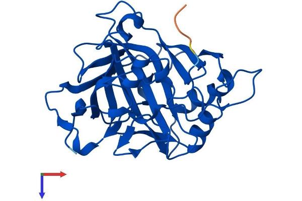 CA7 Protein (AA 1-264) (His tag)