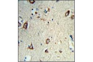 Formalin-fixed and paraffin-embedded human brain tissue reacted with HS3ST2 Antibody (C-term) Cat.