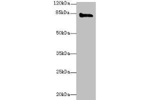 Western blot All lanes: KEL antibody at 3 μg/mL + HepG2 whole cell lysate Secondary Goat polyclonal to rabbit IgG at 1/10000 dilution Predicted band size: 83 kDa Observed band size: 83 kDa (KEL Antikörper  (AA 201-500))