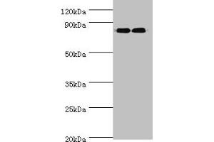 Western blot All lanes: ANAPC5 antibody at 2 μg/mL Lane 1: 293T whole cell lysate Lane 2: NIH/3T3 whole cell lysate Secondary Goat polyclonal to rabbit IgG at 1/10000 dilution Predicted band size: 86, 26, 73 kDa Observed band size: 86 kDa (ANAPC5 Antikörper  (AA 1-250))