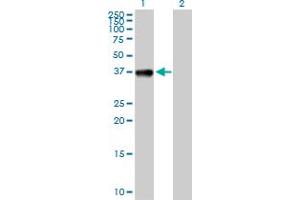 Western Blot analysis of CIAPIN1 expression in transfected 293T cell line by CIAPIN1 MaxPab polyclonal antibody.