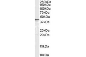 Image no. 1 for anti-Arrestin, beta 2 (ARRB2) (Internal Region) antibody (ABIN374557) (Arrestin 3 Antikörper  (Internal Region))