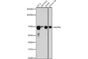 Western blot analysis of extracts of various cell lines, using NUP62 antibody (ABIN7269045) at 1:1000 dilution. (NUP62 Antikörper)