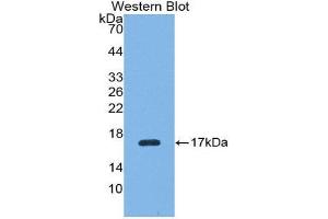Western Blotting (WB) image for anti-Renalase, FAD-Dependent Amine Oxidase (RNLS) (AA 18-150) antibody (ABIN1175837)