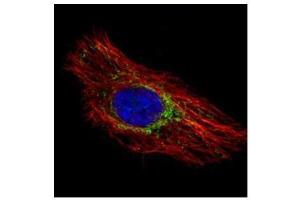 Immunofluorescence (IF) image for anti-Prohibitin (PHB) antibody (ABIN2854938)