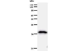 Western Blotting (WB) image for anti-B-Cell Translocation Gene 1, Anti-Proliferative (BTG1) antibody (ABIN930977) (BTG1 Antikörper)