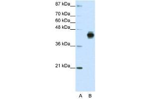WB Suggested Anti-KRT18  Antibody Titration: 1. (Cytokeratin 18 Antikörper  (C-Term))
