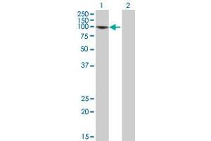 Western Blotting (WB) image for anti-Nuclear Factor of kappa Light Polypeptide Gene Enhancer in B-Cells 1 (NFKB1) (AA 1-969) antibody (ABIN518331)