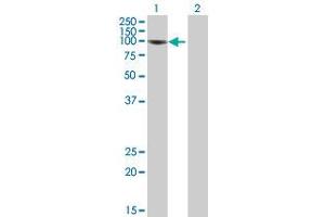 Western Blot analysis of NFKB1 expression in transfected 293T cell line (NFKB1 Antikörper  (AA 1-969))