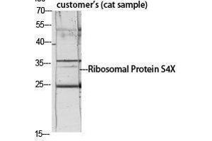 Western Blotting (WB) image for anti-Ribosomal Protein S4, X-Linked (RPS4X) (Internal Region) antibody (ABIN3186802) (RPS4X Antikörper  (Internal Region))