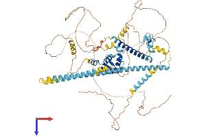FOXP2 Protein (AA 1-714) (His tag)