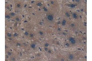 Immunohistochemistry (IHC) image for anti-Glutamate-Cysteine Ligase, Modifier Subunit (GCLM) (AA 40-251) antibody (ABIN7433051)