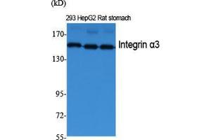 Western Blot (WB) analysis of specific cells using Integrin alpha3 Polyclonal Antibody.