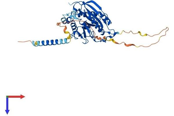 B4GALT1 Protein (AA 1-399) (His tag)