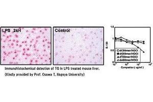 Immunohistochemical detection of TG in LPS treated mouse liver. (Thymidine Glycol Antikörper)