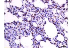 Paraformaldehyde-fixed, paraffin embedded rat lung tissue, Antigen retrieval by boiling in sodium citrate buffer(pH6) for 15min, Block endogenous peroxidase by 3% hydrogen peroxide for 30 minutes, Blocking buffer (normal goat serum) at 37°C for 20min, Antibody incubation with Rabbit Anti-Heme Oxygenase Polyclonal Antibody, Unconjugated  at 1:500 overnight at 4°C, followed by a conjugated secondary and DAB staining (Heme Oxygenase 1, Heme Oxygenase 2 (AA 101-200) Antikörper)