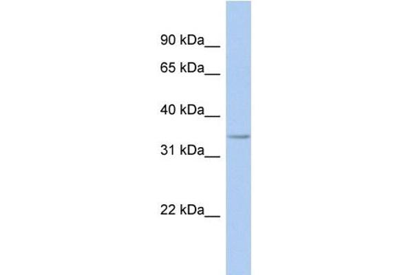 FITM1 Antikörper  (Middle Region)