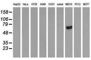 Image no. 3 for anti-rho GTPase Activating Protein 25 (ARHGAP25) antibody (ABIN1496705)