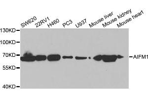 Western blot analysis of extracts of various cell lines, using AIFM1 antibody (ABIN5971393) at 1/1000 dilution. (AIF Antikörper)