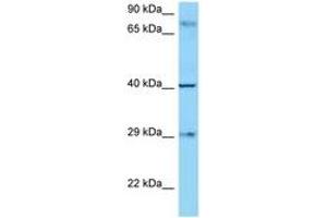 Image no. 1 for anti-CD274 (PD-L1) (AA 192-241) antibody (ABIN799508) (PD-L1 Antikörper  (AA 192-241))