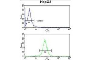 Flow Cytometry (FACS) image for anti-ATP-Binding Cassette, Sub-Family G (WHITE), Member 1 (ABCG1) (AA 168-195), (N-Term) antibody (ABIN390432)