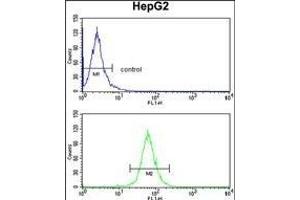 ABCG1 Antibody (N-term) (ABIN390432 and ABIN2840817) flow cytometry analysis of HepG2 cells (bottom histogram) compared to a negative control cell (top histogram).