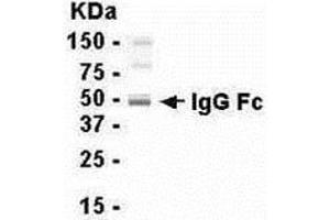 Western Blotting (WB) image for Chicken anti-Human IgG (Fc Region), (full length) antibody (ABIN2469249) (Huhn anti-Human IgG (Fc Region), (full length) Antikörper)