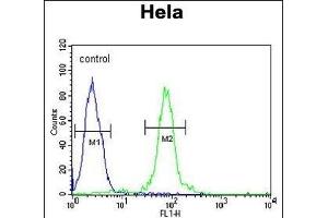 FBXW8 Antibody (Center) (ABIN654676 and ABIN2844371) flow cytometric analysis of Hela cells (right histogram) compared to a negative control cell (left histogram). (FBXW8 Antikörper  (AA 270-299))