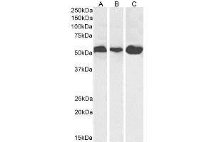 Western Blot using anti-Alpha-Tubulin antibody F2C. (Rekombinanter alpha Tubulin Antikörper)