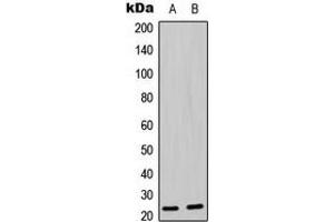 Western blot analysis of BAD (pS136) expression in MOLT4 (A), U2OS (B) whole cell lysates.