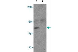 Western blot analysis of NLRP9 in EL4 cell lysate with NLRP9 polyclonal antibody  at 1 ug/mL in the (1) absence and (2) presence of blocking peptide. (NLRP9 Antikörper  (N-Term))