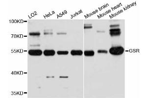 Western blot analysis of extracts of various cell lines, using GSR antibody (ABIN5997858) at 1:3000 dilution. (Glutathione Reductase Antikörper)