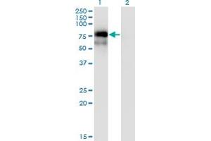 Western Blot analysis of NR4A2 expression in transfected 293T cell line by NR4A2 monoclonal antibody (M06), clone 3E10. (NR4A2 Antikörper  (AA 71-170))