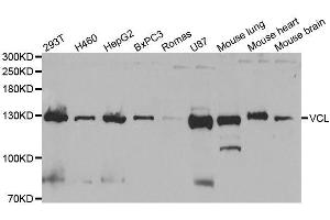 Western blot analysis of extracts of various cell lines, using VCL antibody. (Vinculin Antikörper  (AA 767-1066))
