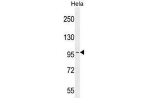 COG3 Antibody (C-term) western blot analysis in Hela cell line lysates (35µg/lane). (COG3 Antikörper  (C-Term))