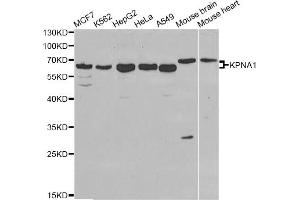 Western blot analysis of extracts of various cell lines, using KPNA1 antibody (ABIN5970872) at 1/1000 dilution. (KPNA1 Antikörper)
