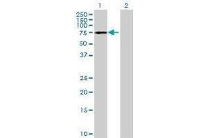Lane 1: PPIL4 transfected lysate ( 54.