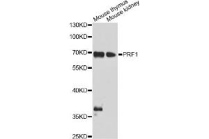 Western blot analysis of extracts of various cell lines, using PRF1 antibody (ABIN5970001) at 1/1000 dilution. (Perforin 1 Antikörper)